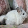 Гвендалин ЧинХелен