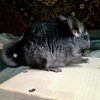 2,5 мес
