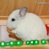 Октавиус