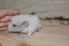 Октавиус