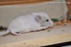 Октавиус