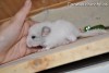 Октавиус