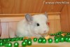 Октавиус
