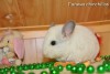 Октавиус