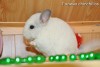 Октавиус