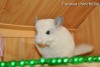 Октавиус