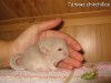 Лилия
