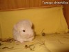 Лилия