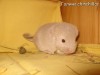 Балунишка