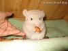 Балунишка