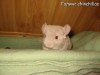 Балунишка