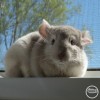 Миленка