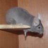 Мика