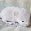 Амбер