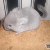 Лайто
