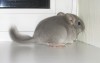1 месяц 1 неделя