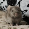2 мес