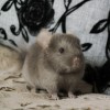 2 мес