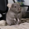 2 мес