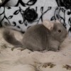 2 мес