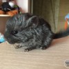 АЙРИН
