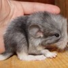 Сантана