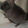 Феникс