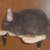 Злюка