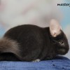 Фантик