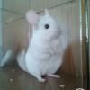 Шанель