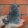 1,5 мес