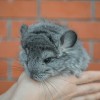 1,5 мес