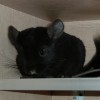 Каратик