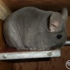 Персей