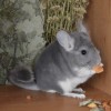 Лаки