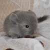 Каю