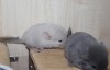 с сестрёнкой