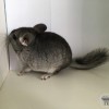 без клички