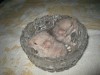 новорожденный