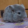 Харуна