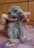 Пузичко ровненько прокрашенное