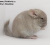 1,5 мес