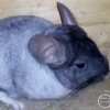 Катрин 