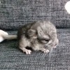 Кузик