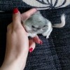 Шелли