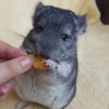Клоки