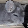 Маркиз из Стрелецкого дома