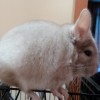 Клайк