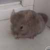 Катрин