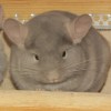 Бублик
